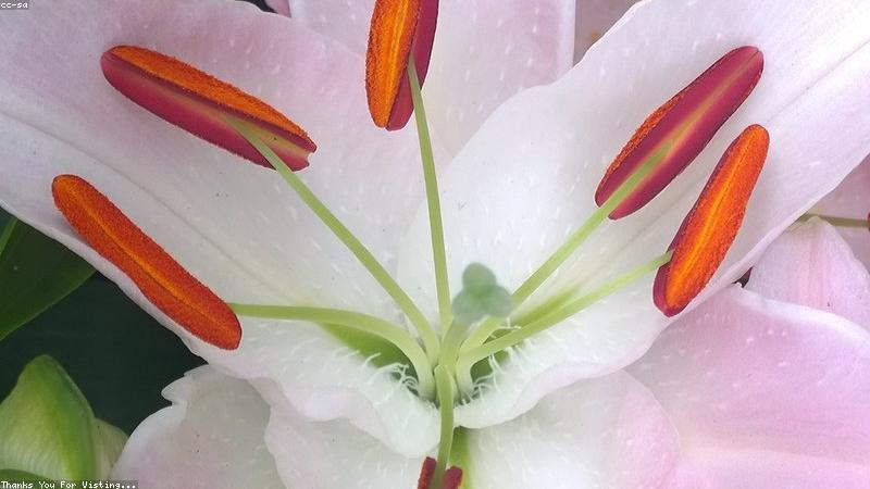 close up of laptop motherboard processor chip glowing