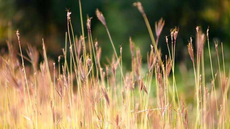 A person walking a group of dogs through a scenic New Zealand park on a sunny day