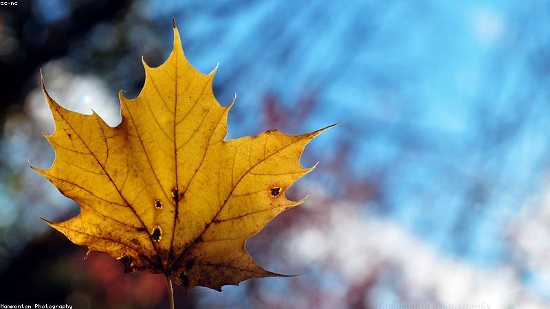 High quality close-up of sleek wireless earbuds resting inside an open charging case on a wooden desk