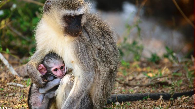 young south african entrepreneur working on laptop at modern coffee shop