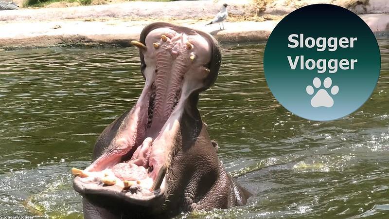 close up of a modern smartwatch display showing a detailed heart rate and fitness graph